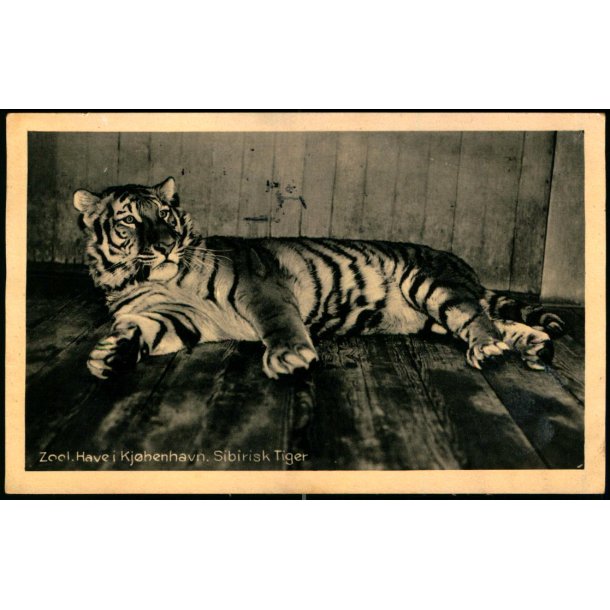 Zoologisk Have i Kjbenhavn - Sibirisk Tiger - Zoologisk Have 69473