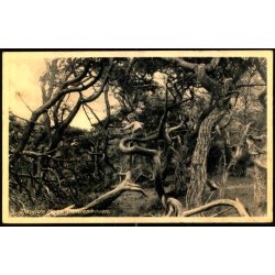 Tisvilde Hegn - Troldeskoven - Rudolf Olsen 5093 - Brugt