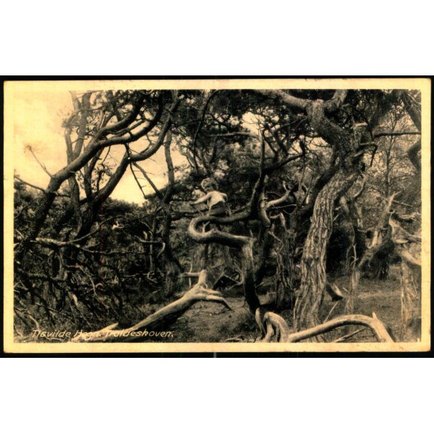 Tisvilde Hegn - Troldeskoven - Rudolf Olsen 5093 - Brugt