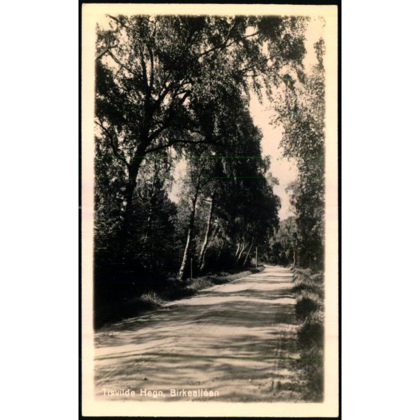 Tisvilde Hegn - Birkealleen - Fotokort 66 - Ubrugt