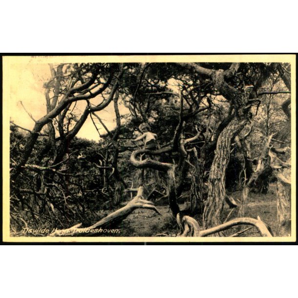 Tisvilde Hegn - Troldeskoven - Rudolf Olsen 5093 - Brugt