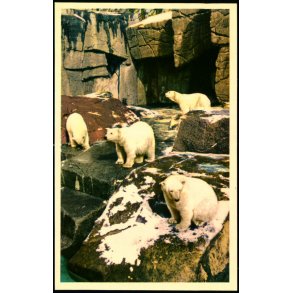 Kbenhavn - Zoologisk Have - Den nye Isbjrnegrotte - K. Witt-Mller 6700 - 52