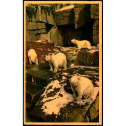 Kbenhavn - Zoologisk Have - Den nye Isbjrnegrotte - K. Witt-Mller 6700 - 52