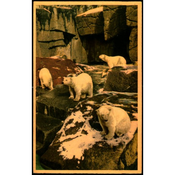 Kbenhavn - Zoologisk Have - Den nye Isbjrnegrotte - K. Witt-Mller 6700 - 52