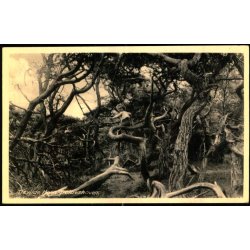 Tisvilde Hegn - Troldeskoven - Rudolf Olsen 5093 - Brugt