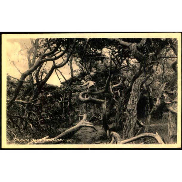 Tisvilde Hegn - Troldeskoven - Rudolf Olsen 5093 - Brugt