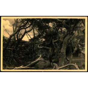 Tisvilde Hegn - Troldeskoven - Rudolf Olsen 5093 - Brugt