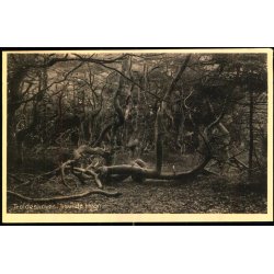 Troldeskoven - Tisvilde Hegn - Frederiksv�rks Bogh. 46019 - Ubrugt