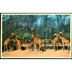 Kbenhavn - Zoologisk Have - Giraffer med Unger. - K. Witt-Mller 6700 - 71