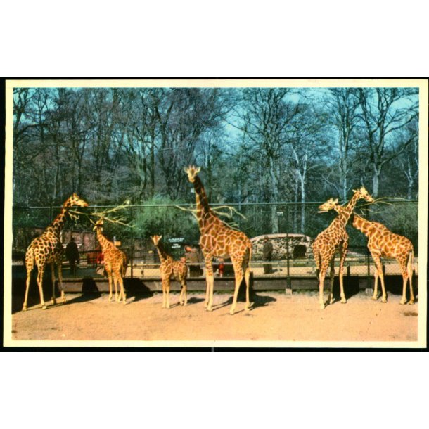 Kbenhavn - Zoologisk Have - Giraffer med Unger. - K. Witt-Mller 6700 - 71