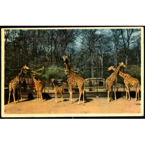 Kbenhavn - Zoologisk Have - Giraffer med Unger. - K. Witt-Mller 6700 - 71