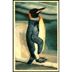 Kbenhavn - Zoologisk Have - Kongepingvin - K. Witt-Mller 6700 - 475