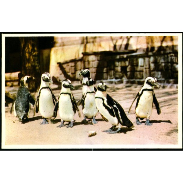 Kbenhavn - Zoologisk Have - Pingviner - K. Witt-Mller 6700 - 68