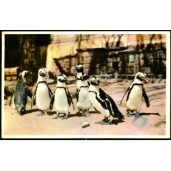 Kbenhavn - Zoologisk Have - Pingviner - K. Witt-Mller 6700 - 68