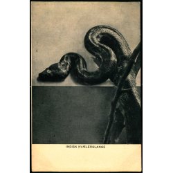 Indisk Kvlerslange - Quist &amp; Komp u/n