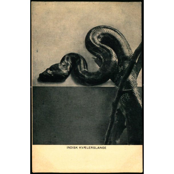 Indisk Kvlerslange - Quist &amp; Komp u/n