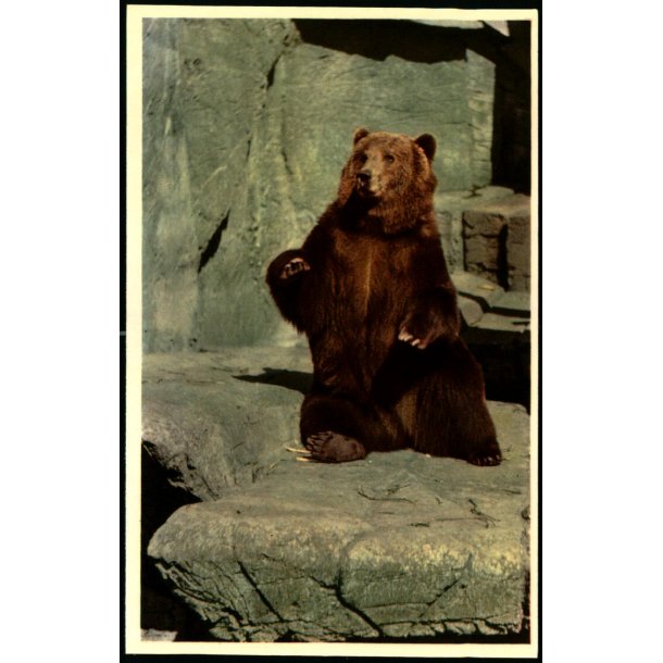 Kbenhavn - Zoologisk Have - Atlaska Bjrn - K. Witt-Mller 6700 - 77