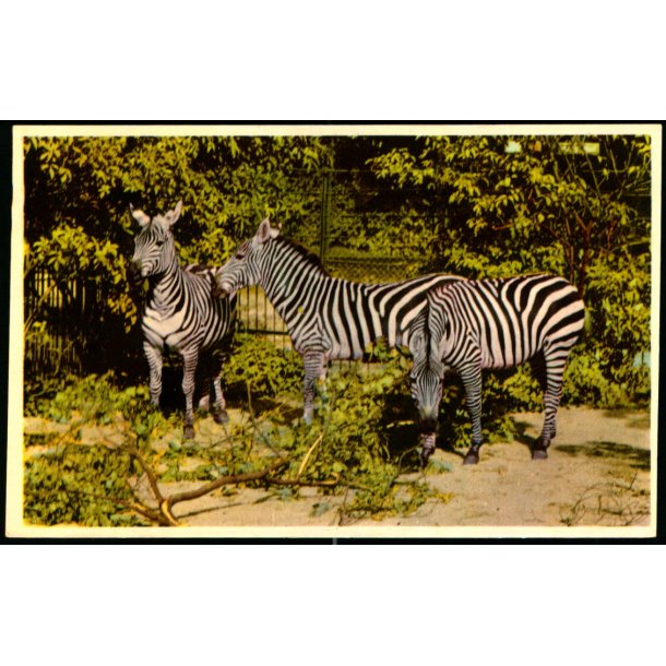Kbenhavn - Zoologisk Have - Bohm Zebraer - K. Witt-Mller 6700 - 70