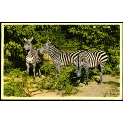 Kbenhavn - Zoologisk Have - Bohm Zebraer - K. Witt-Mller 6700 - 70