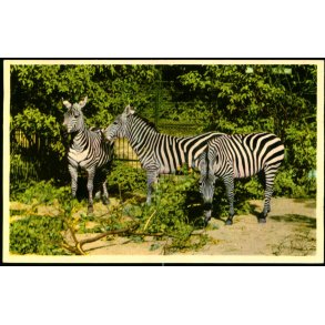 Kbenhavn - Zoologisk Have - Bohm Zebraer - K. Witt-Mller 6700 - 70