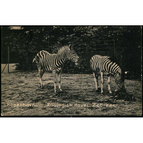 Kbenhavn - Zoologisk Have - Zebraer - u/n