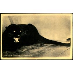 Zoologisk Have i Kjbenhavn - Sort Panter - Zoologisk Have 75784