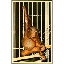 Kbenhavn - Zoologisk Have - Orangotang - K. Witt-Mller 6700 - 549