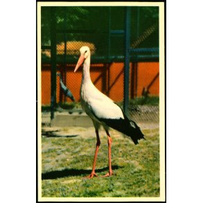 Kbenhavn - Zoologisk Have - Stork - K. Witt-Mller 6700 - 223
