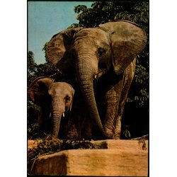 Afrikansk Elefant - Zoologisk Have Eneret