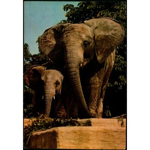 Afrikansk Elefant - Zoologisk Have Eneret