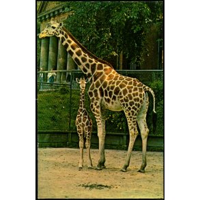 Giraf - Zoologisk Have Eneret