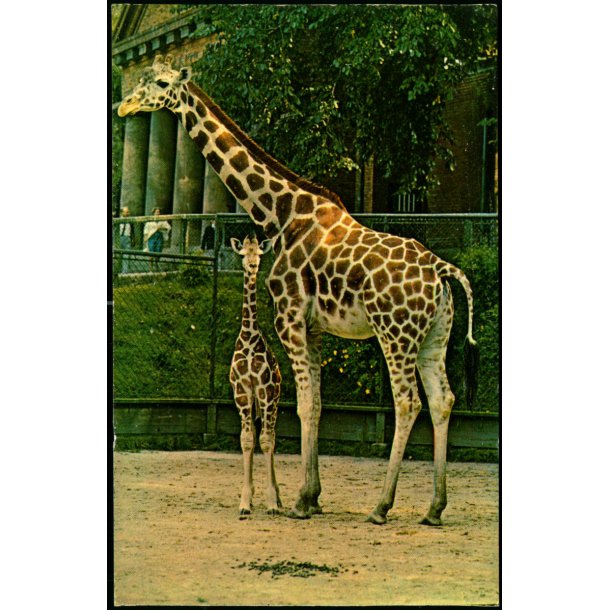 Giraf - Zoologisk Have Eneret