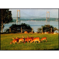 Middelfart : Ddyr foran Lillebltsbroen  - Trojaborg Lill. 6 - Brugt