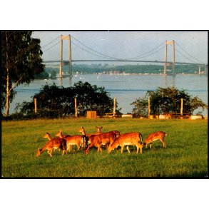 Middelfart : Ddyr foran Lillebltsbroen  - Trojaborg Lill. 6 - Brugt