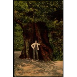 Den 1000 �rige Eg ved Klampenborg - CL 8069 - Brugt