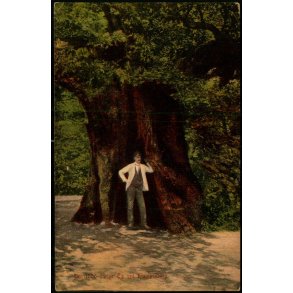 Den 1000 �rige Eg ved Klampenborg - CL 8069 - Brugt