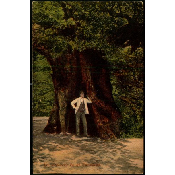 Den 1000 �rige Eg ved Klampenborg - CL 8069 - Brugt