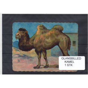 Glansbilleder - Kamel - 1 Stk. 