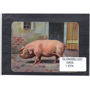 Glansbilleder - Gris - 1 Stk. 