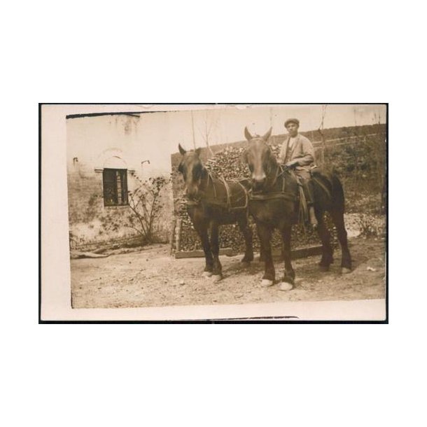 Fotokort Ukendt - Mine heste ? Ubrugt