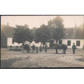 Fotokort Ukendt - G&aring;rdens Heste ? Ubrugt