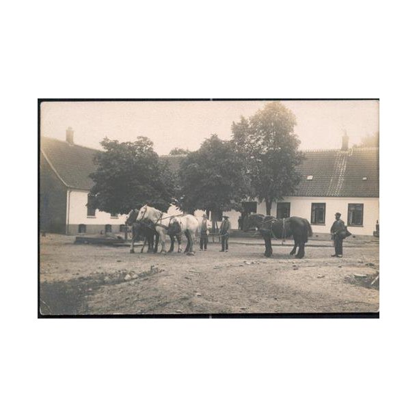 Fotokort Ukendt - G&aring;rdens Heste ? Ubrugt