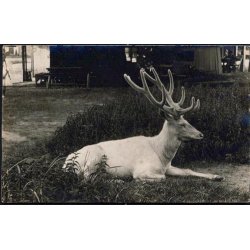 Fotokort Ukendt - Albino ? Ubrugt