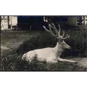 Fotokort Ukendt - Albino ? Ubrugt