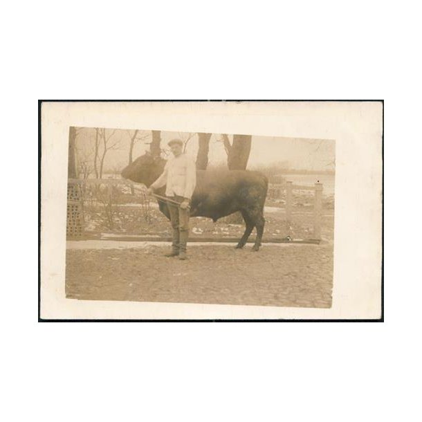 Fotokort Ukendt - Tyren ? - Ubrugt