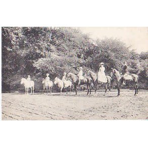 Kongefamilien til hest C.Koch 15946