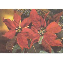 Julemrke 2009 p Postkort