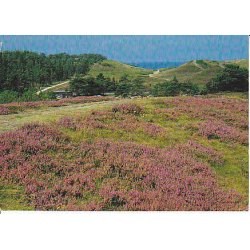 R�geleje - Heatherhill - Tr.R�7