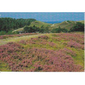 R�geleje - Heatherhill - Tr.R�7