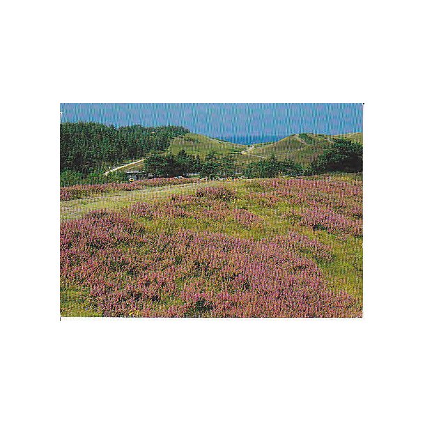 R�geleje - Heatherhill - Tr.R�7